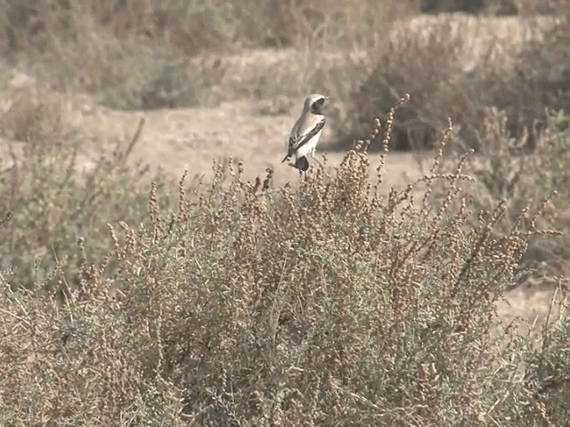 Desert Wheatear - ML201581231