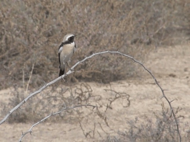 Desert Wheatear - ML201581241