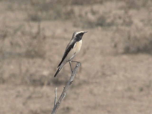 Desert Wheatear - ML201581251