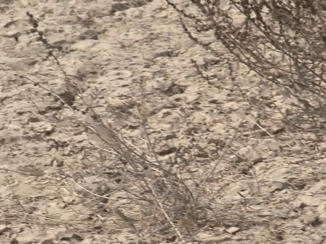 Asian Desert Warbler - ML201581261