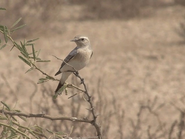 Desert Wheatear - ML201581271