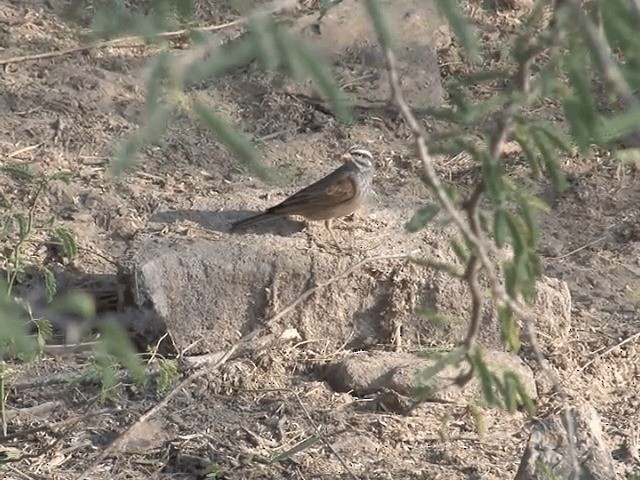 Striolated Bunting - ML201581281