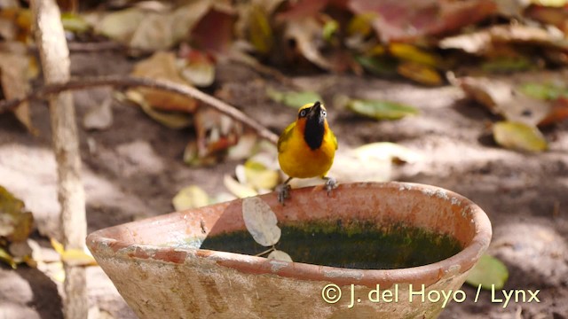 Olive-naped Weaver - ML201581291