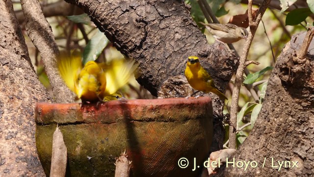 Olive-naped Weaver - ML201581391