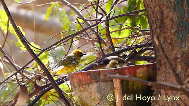 Olive-naped Weaver - ML201581411