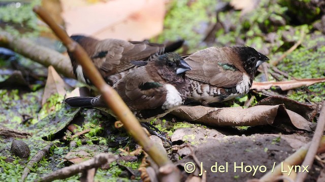 Capuchino Bronceado - ML201581461