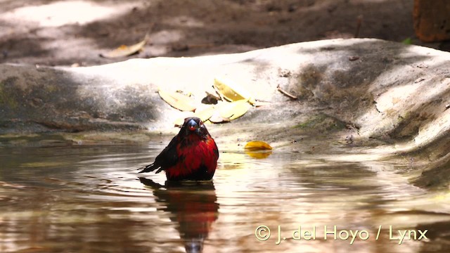 Becbleu sanguin (haematina/togoensis) - ML201581481