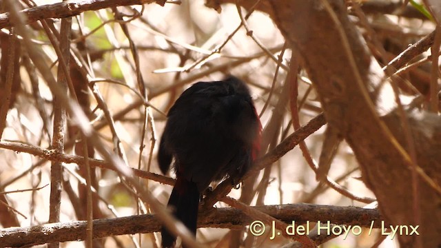 Becbleu sanguin (haematina/togoensis) - ML201581501