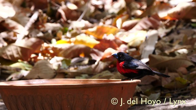 Becbleu sanguin (haematina/togoensis) - ML201581511
