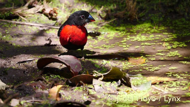Becbleu sanguin (haematina/togoensis) - ML201581521