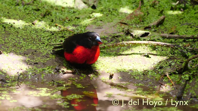 Becbleu sanguin (haematina/togoensis) - ML201581531