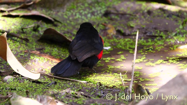 Western Bluebill (Western) - ML201581551