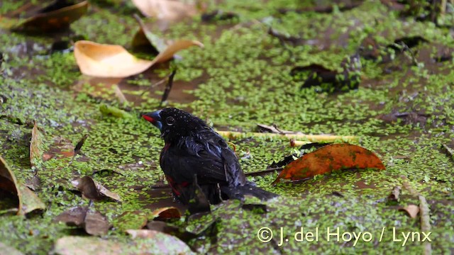 Kara Başlı Tohumçatlatan (haematina/togoensis) - ML201581571