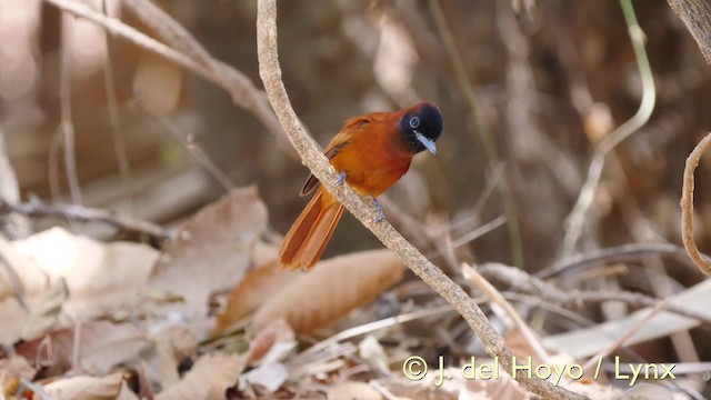 Black-headed Paradise-Flycatcher (Red-bellied) - ML201581581