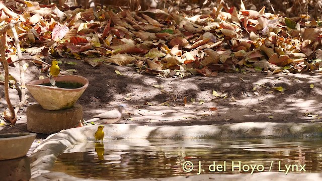 Monarca Ventrirrojo (grupo rufiventer) - ML201581591