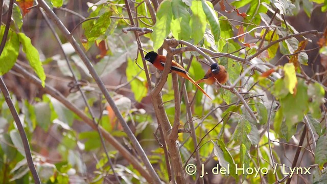 Black-headed Paradise-Flycatcher (Red-bellied) - ML201581601