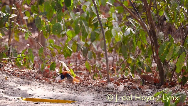 Black-headed Paradise-Flycatcher (Red-bellied) - ML201581611