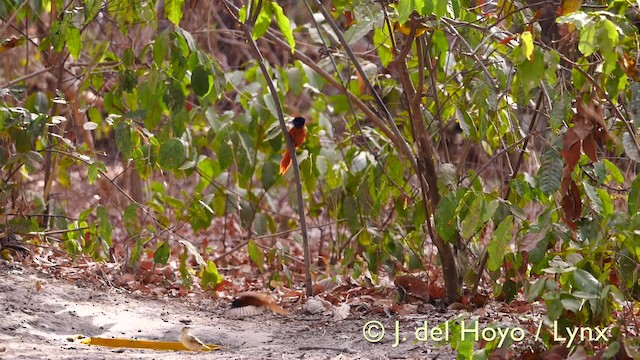 Monarca Ventrirrojo (grupo rufiventer) - ML201581621