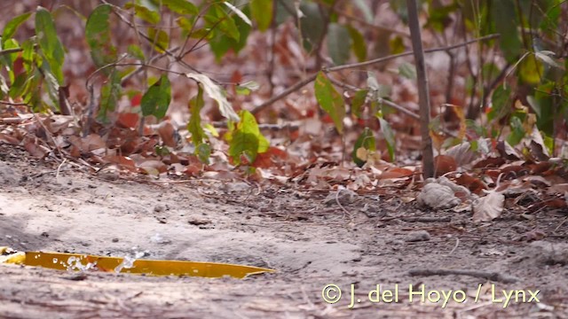 Black-headed Paradise-Flycatcher (Red-bellied) - ML201581631