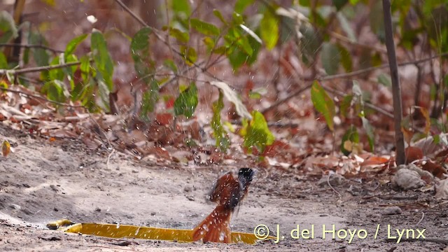 Black-headed Paradise-Flycatcher (Red-bellied) - ML201581651