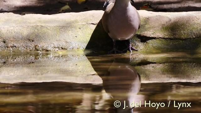 Black-billed Wood-Dove - ML201581691