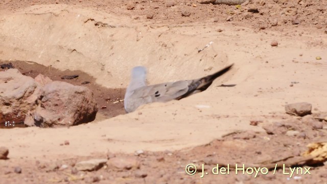 Black-billed Wood-Dove - ML201581711