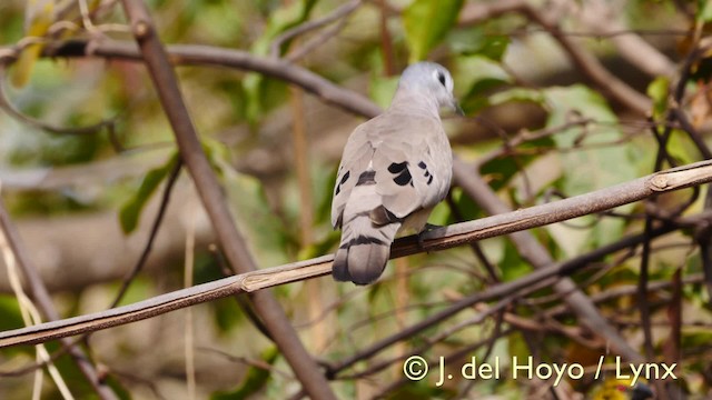 Black-billed Wood-Dove - ML201581741