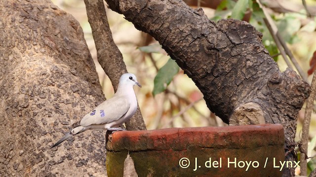 Black-billed Wood-Dove - ML201581751