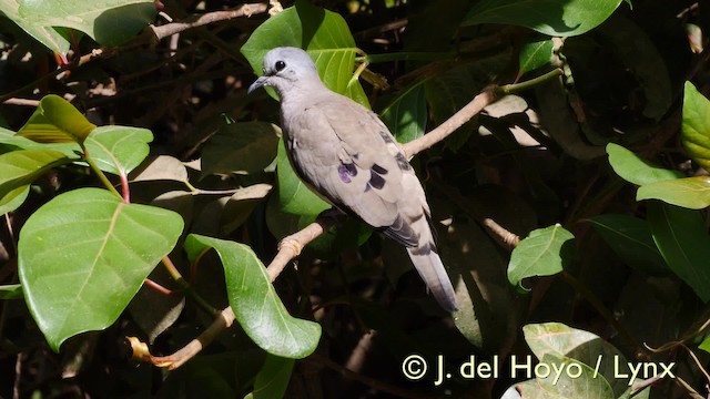 Black-billed Wood-Dove - ML201581761