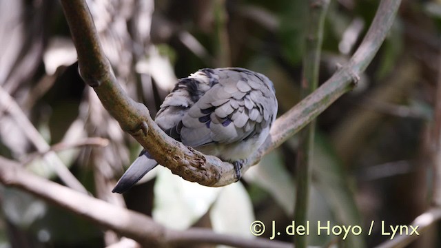 Black-billed Wood-Dove - ML201581781