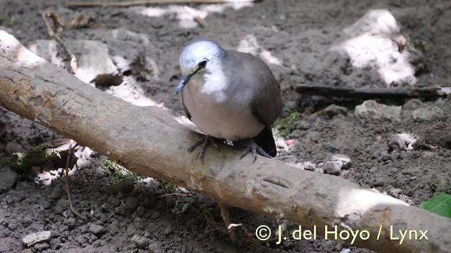 Black-billed Wood-Dove - ML201581791