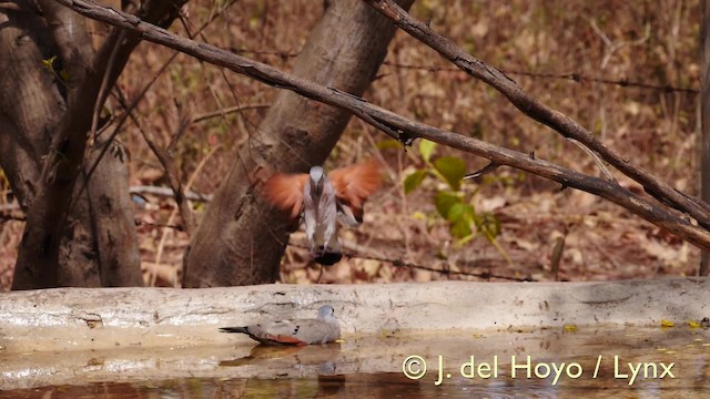 Black-billed Wood-Dove - ML201581841