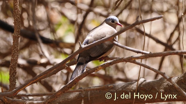 Blue-spotted Wood-Dove - ML201581881