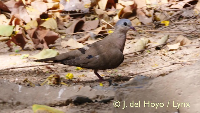 Palomita Aliazul - ML201581891