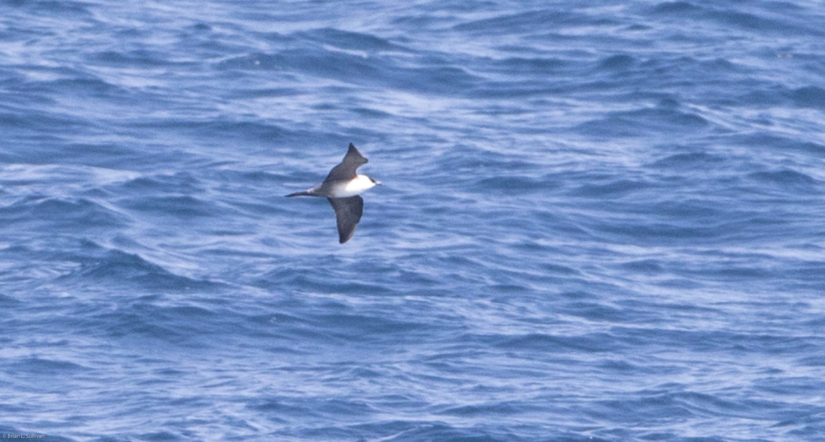 Long-tailed Jaeger - Brian Sullivan