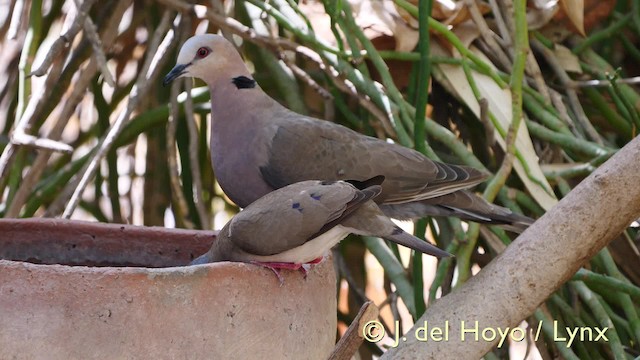 Blue-spotted Wood-Dove - ML201581911