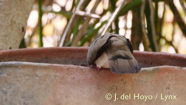 Blue-spotted Wood-Dove - ML201581921