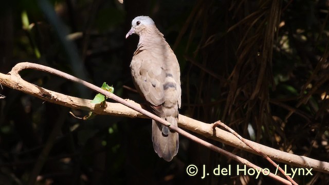 Blue-spotted Wood-Dove - ML201581931