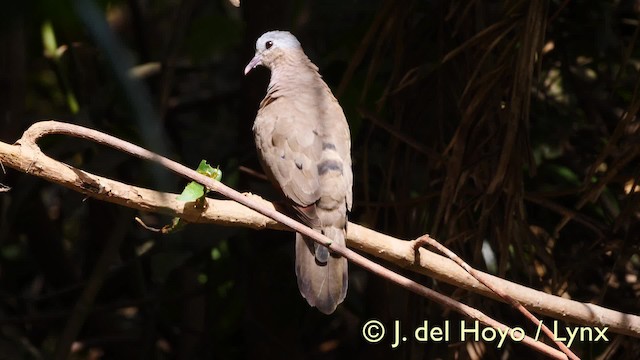 Palomita Aliazul - ML201581931