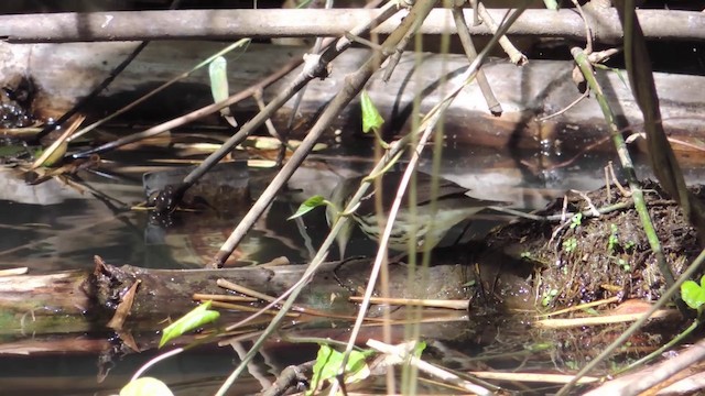 Northern Waterthrush - ML201581981