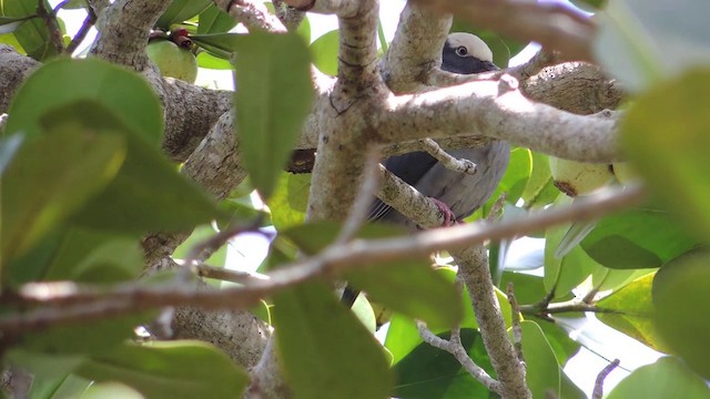 White-crowned Pigeon - ML201581991