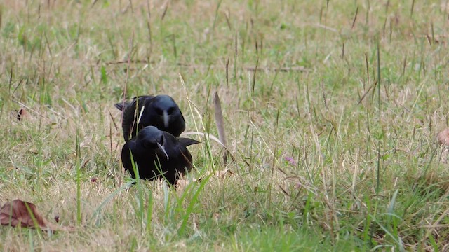 Cuban Blackbird - ML201582011