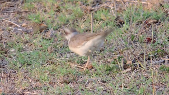 Killdeer - ML201582031