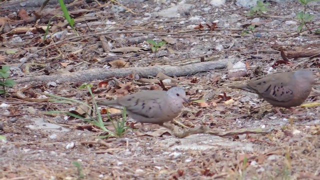Common Ground Dove - ML201582051