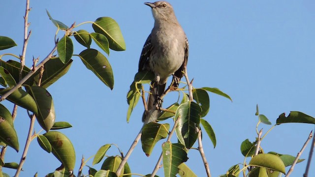 Bahama Mockingbird - ML201582061