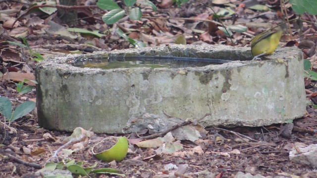 Painted Bunting - ML201582081