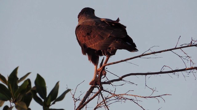 Cuban Black Hawk - ML201582121