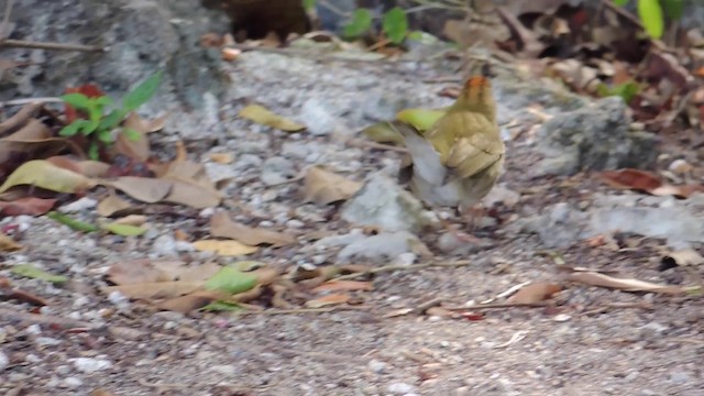 Ovenbird - ML201582151
