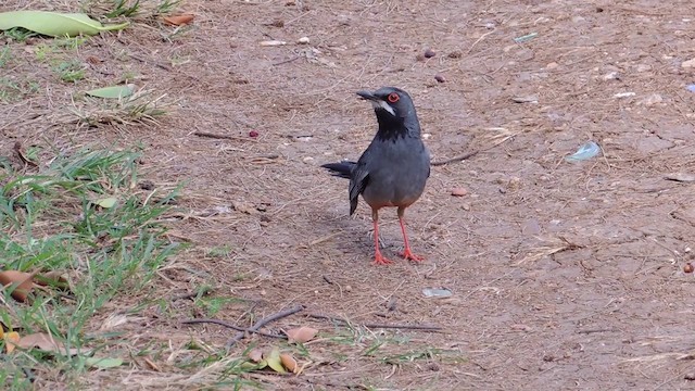Western Red-legged Thrush (Rusty-bellied) - ML201582161