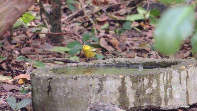 Cape May Warbler - ML201582171